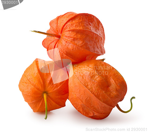 Image of Three flowers of physalis