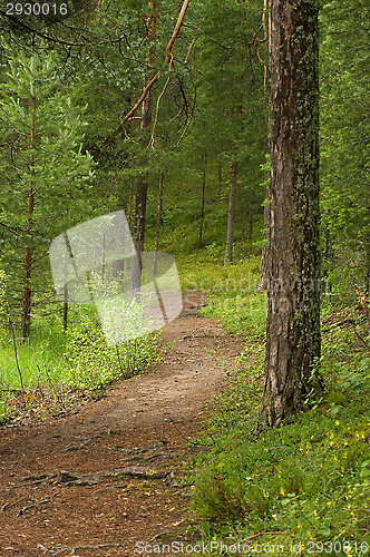 Image of Path in the forest