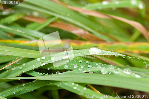 Image of Drop of water