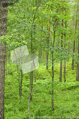 Image of Forest