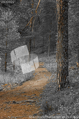 Image of Forest
