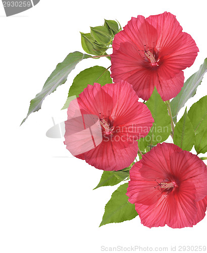 Image of Red Hibiscus Flowers