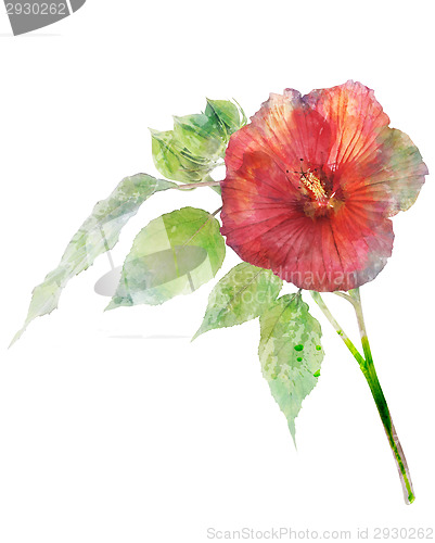 Image of Watercolor Image Of Hibiscus Flower