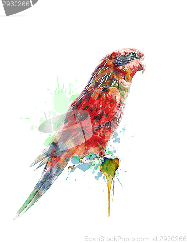 Image of Watercolor Painting Of Colorful Parrot