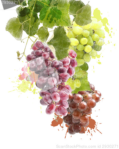 Image of Watercolor Image Of Grapes