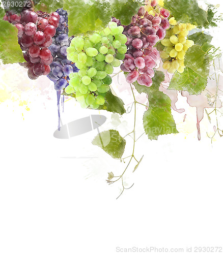 Image of Watercolor Image Of Grapes