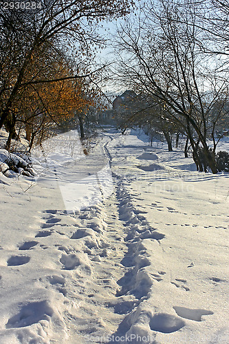 Image of Narrow footpath on the snow among trees