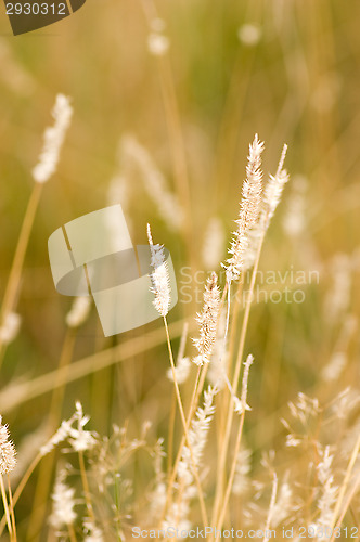 Image of Field