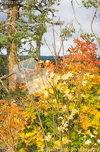 Image of Autumn colors