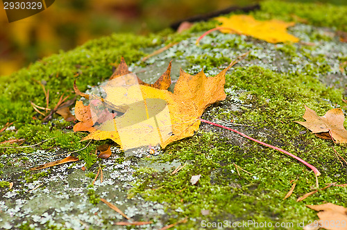 Image of Maple leafs