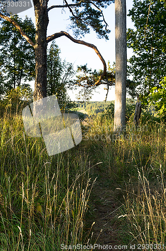 Image of Wilderness