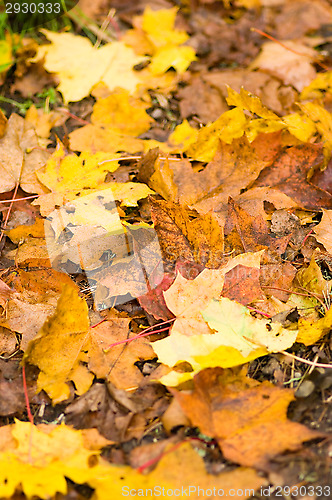 Image of Maple leafs