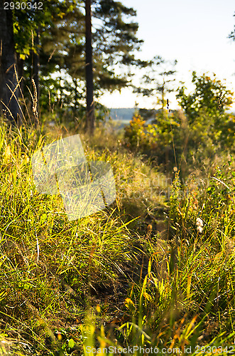 Image of Wilderness