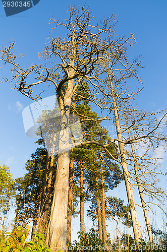 Image of Deadwood