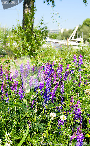 Image of Summer