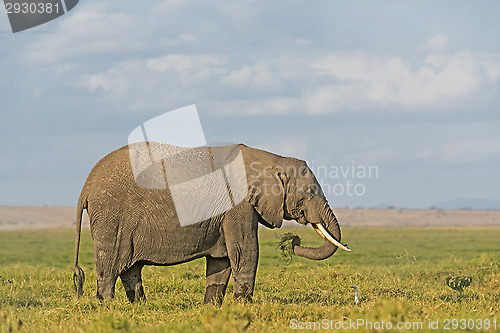 Image of  African Elephant