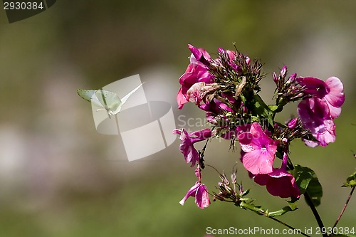 Image of brimstone butterfly in air