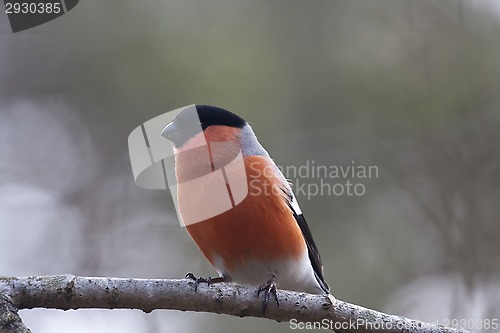 Image of male bullfinch