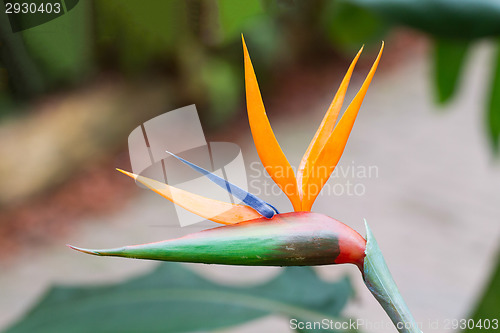 Image of Bird of Paradise Plant