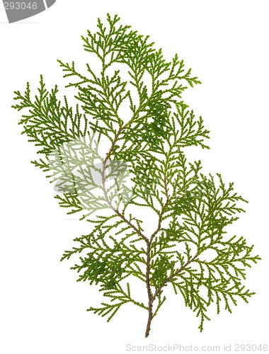 Image of Green conifer leaves

