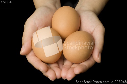 Image of Hands holding eggs

