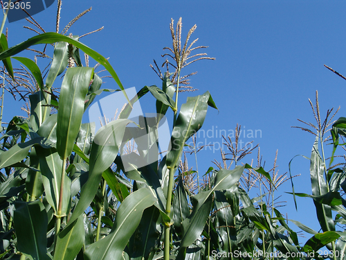 Image of cornfield