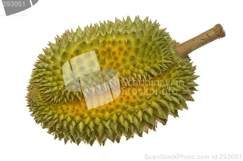 Image of Single whole durian

