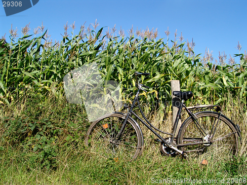 Image of bike at a corn field