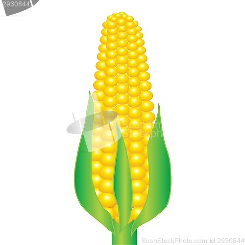 Image of An ear of corn
