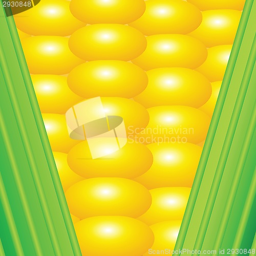 Image of An ear of corn