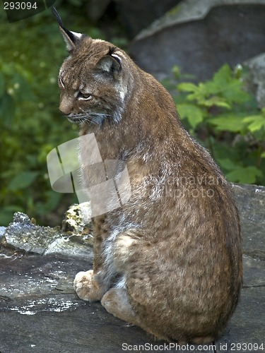 Image of Lynx