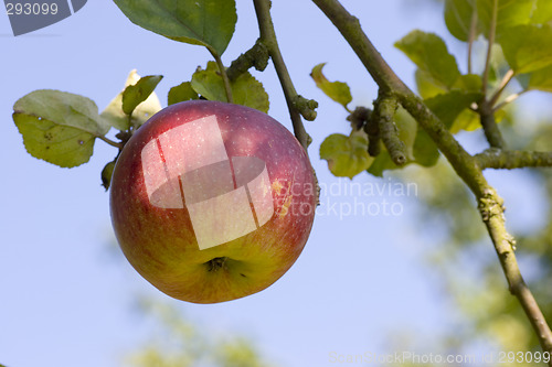 Image of Apple on tree