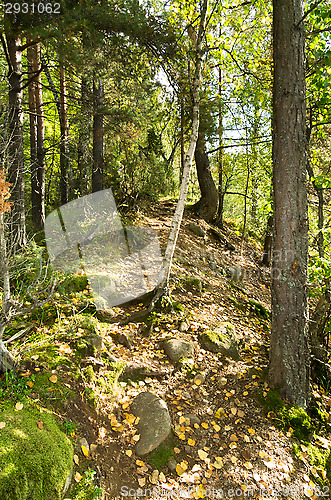 Image of Path in the forest
