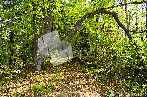 Image of Forest