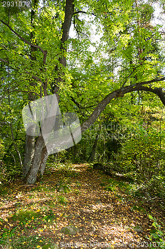 Image of Forest