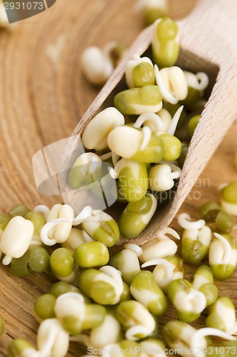 Image of Sprouted mung beans