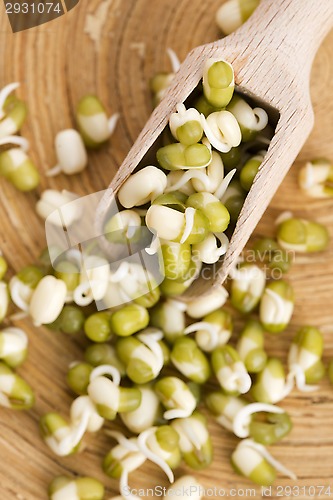 Image of Sprouted mung beans