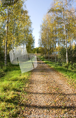 Image of Forest