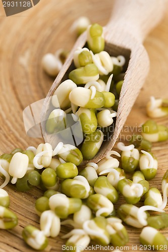 Image of Sprouted mung beans