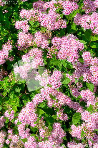 Image of Flowers