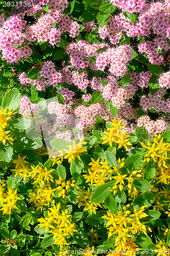 Image of Flowers