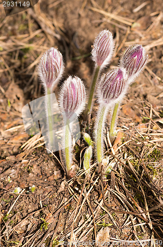 Image of Pulsatilla patens
