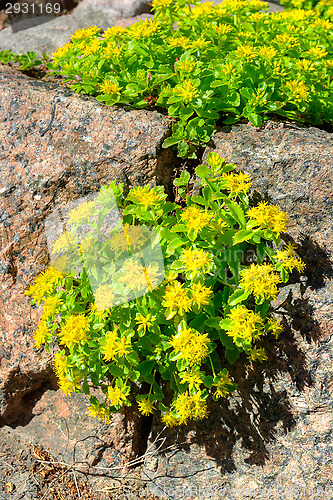 Image of Flowers