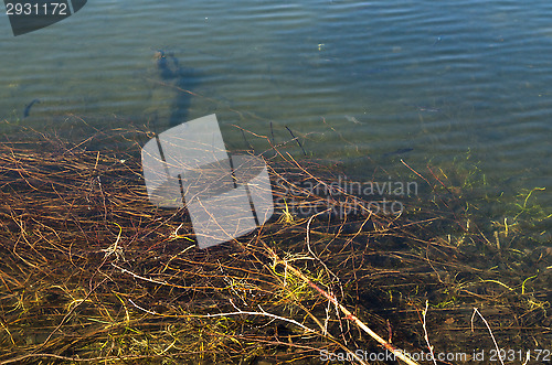 Image of Fish in the sea