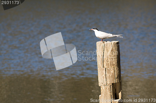 Image of Tern