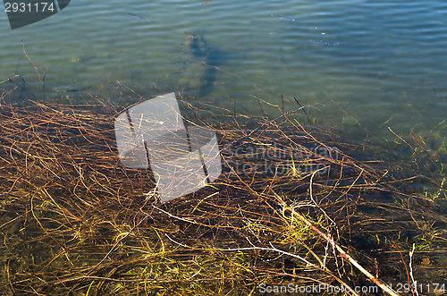 Image of Fish in the sea