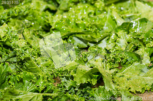 Image of Brassica oleracea