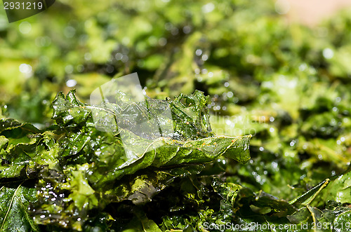 Image of Brassica oleracea