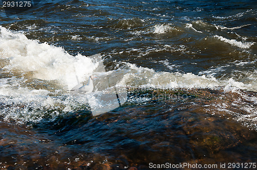 Image of Gull