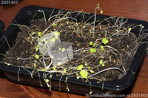 Image of Herbs